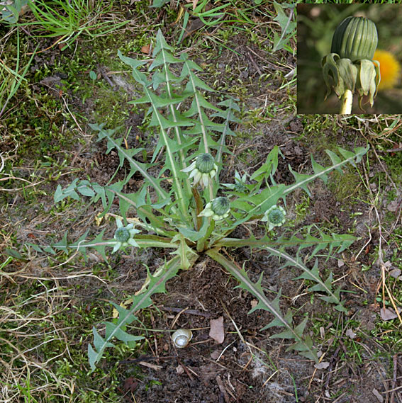 Blegbladet Vejmælkebøtte (Taraxacum edytomum)