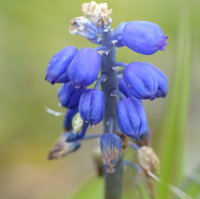 Liden Perlehyacint (Muscari neglectum)