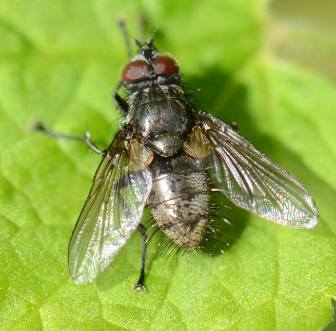 Macquartia dispar (Macquartia dispar)