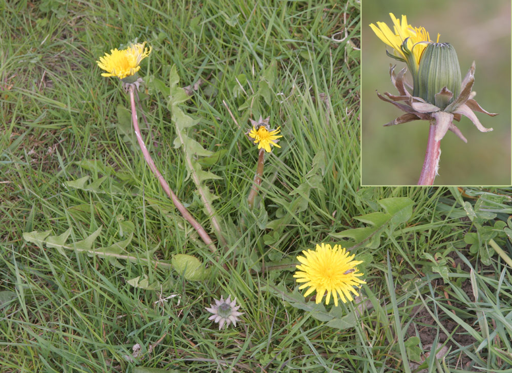 Opret Vejmælkebøtte (Taraxacum acutifrons)