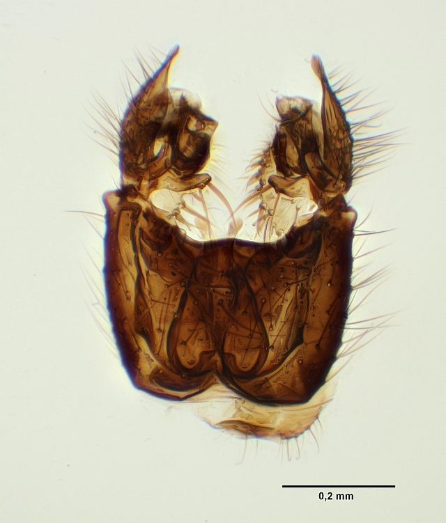 Phronia basalis (Phronia basalis)