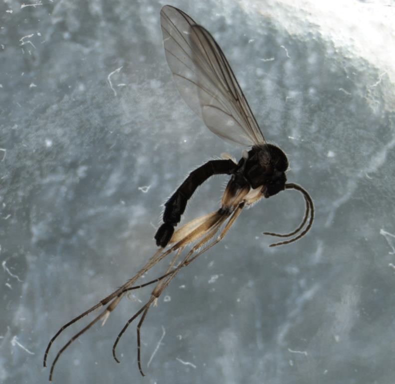 Boletina gripha (Boletina gripha)