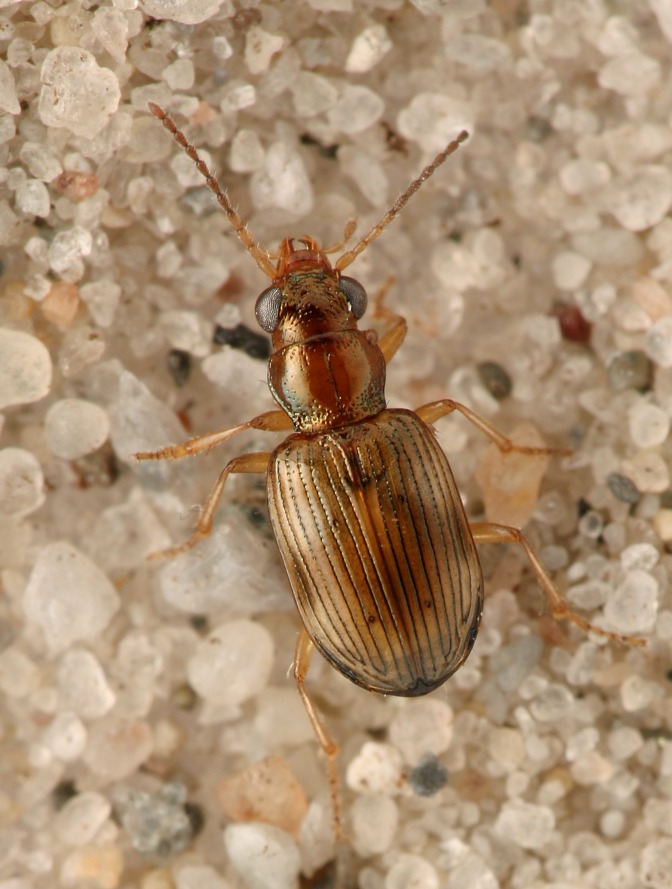 Rødbrystet Glansløber (Bembidion ruficolle)