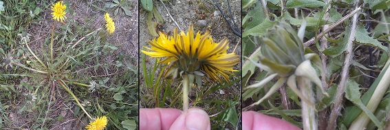 Syltandet Vejmælkebøtte (Taraxacum incisum)