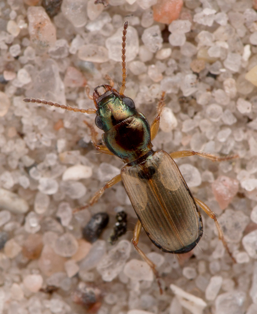 Tidevandsglansløber (Cillenus lateralis)