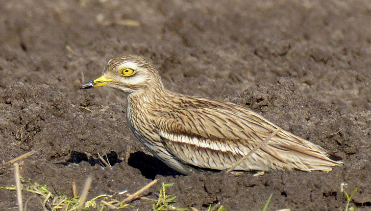 Triel (Burhinus oedicnemus)
