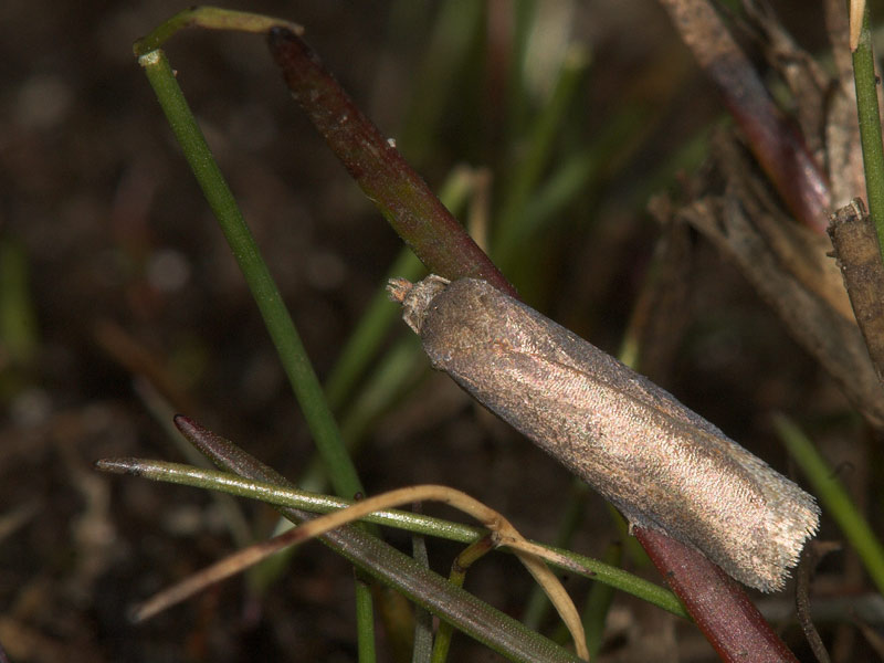 Acleris rufana (Acleris rufana)