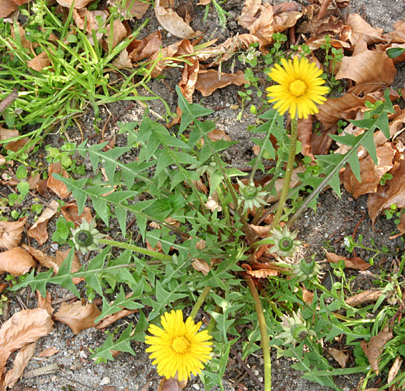 Borgvalls Vejmælkebøtte (Taraxacum borgvallii)