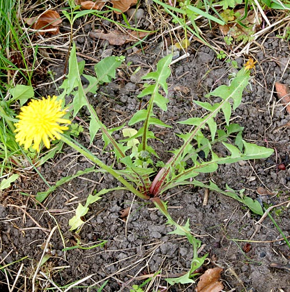 Spidsnæse-Vejmælkebøtte (Taraxacum oxyrhinum)