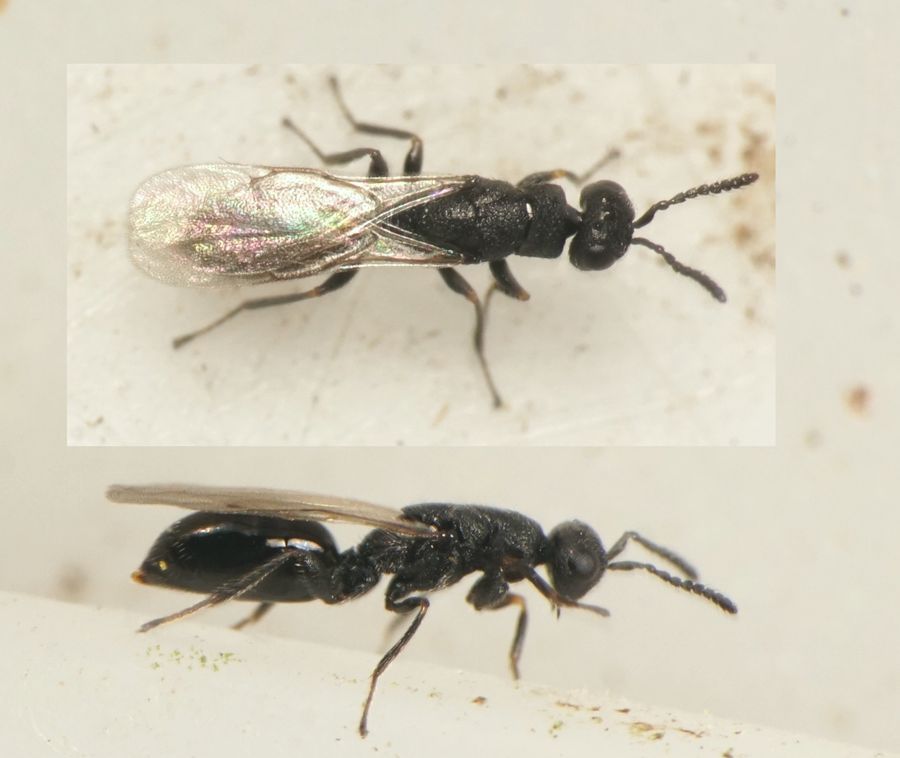 Tetramesa sp. (Tetramesa sp.)