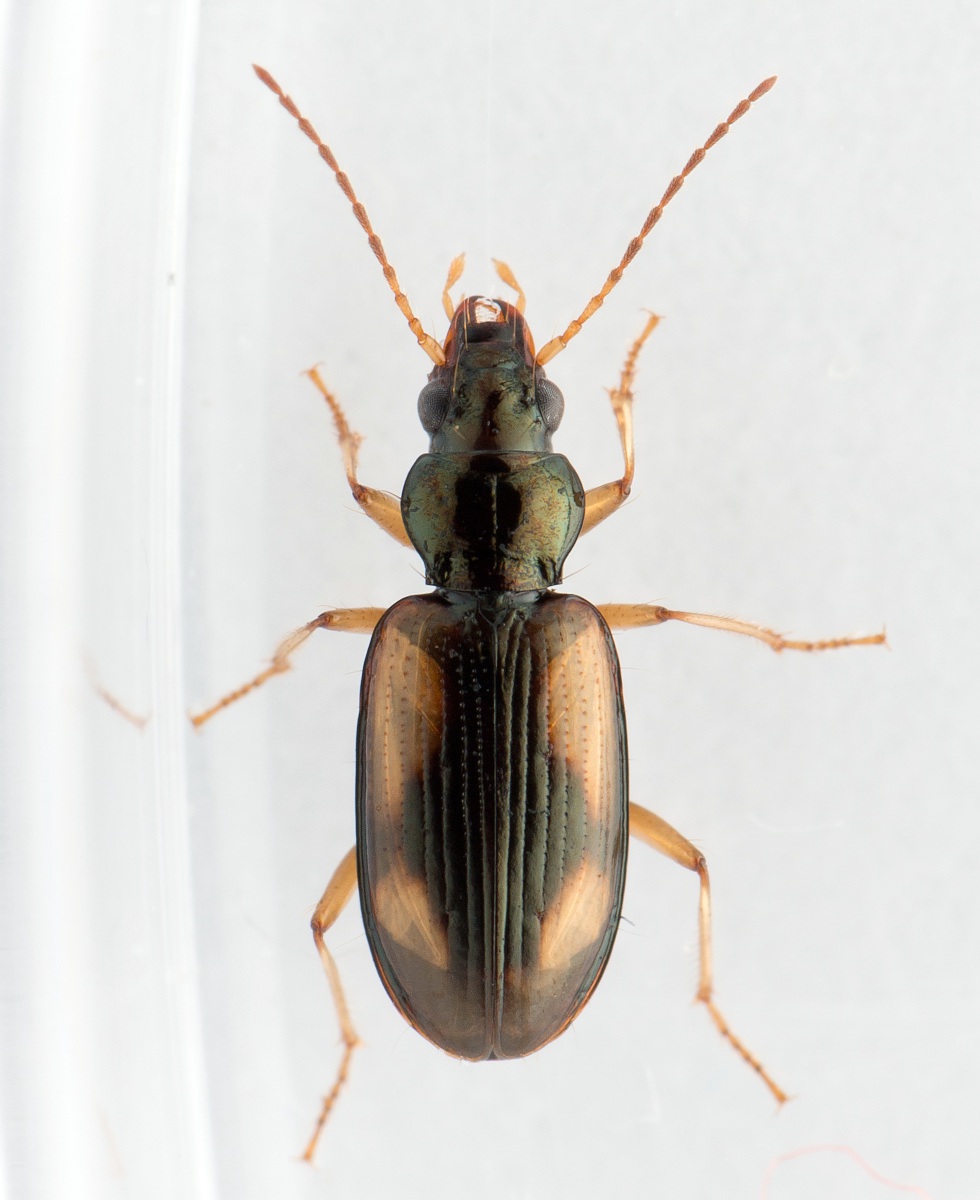 Vadeglansløber (Bembidion maritimum)