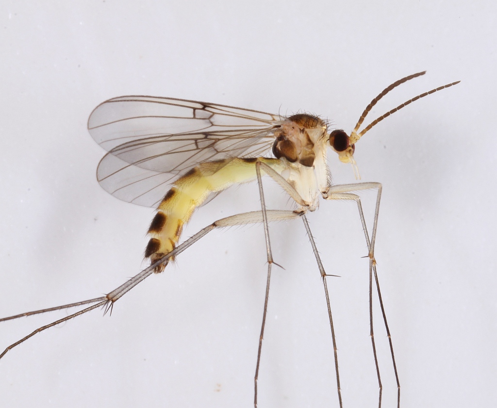 Mycomya marginata (Mycomya marginata)