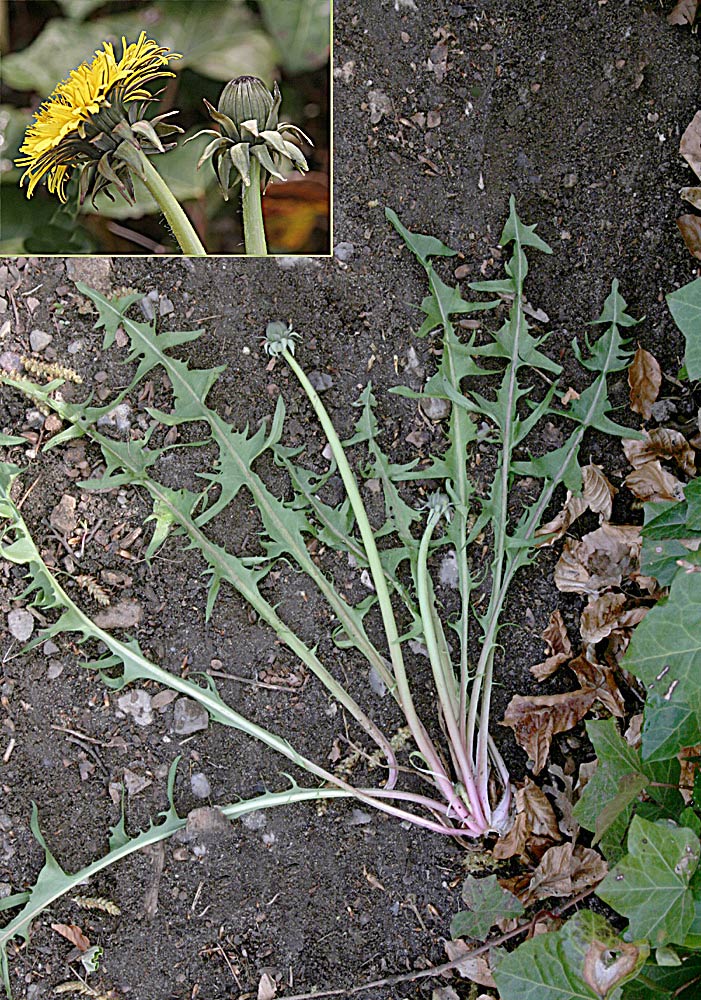 Tand-Krogmælkebøtte (Taraxacum lancidens)
