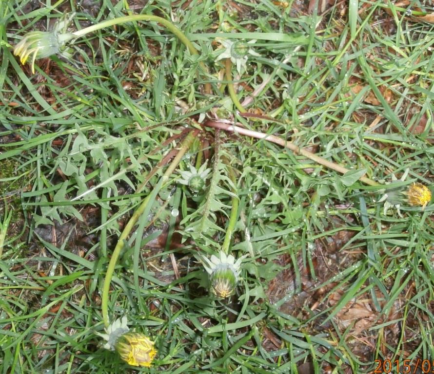 Skønfliget Vejmælkebøtte (Taraxacum caloschistum)