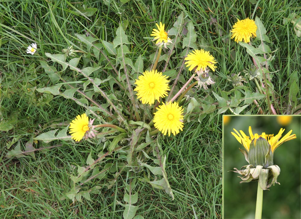 Rundbugtet Vejmælkebøtte (Taraxacum sublongisquameum)