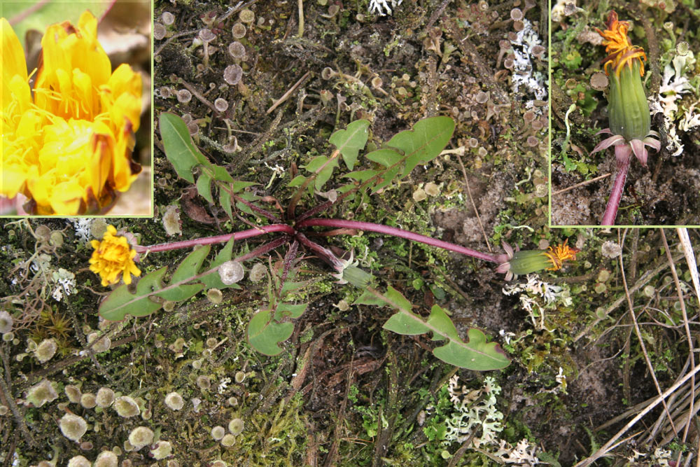 Mellembrudt Sandmælkebøtte (Taraxacum taeniatum)