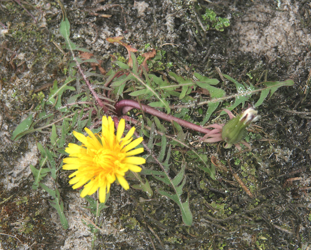 Tråd-Sandmælkebøtte (Taraxacum tenuilobum)