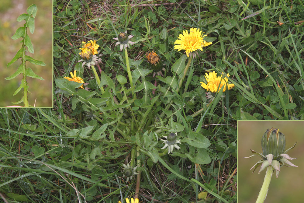 Buesvøbet Vejmælkebøtte (Taraxacum sublaeticolor)