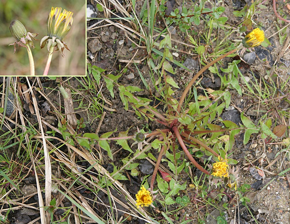 Smudsbladet Vejmælkebøtte (Taraxacum longisquameum)