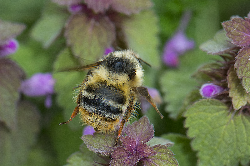 Skovhumle (Bombus sylvarum)