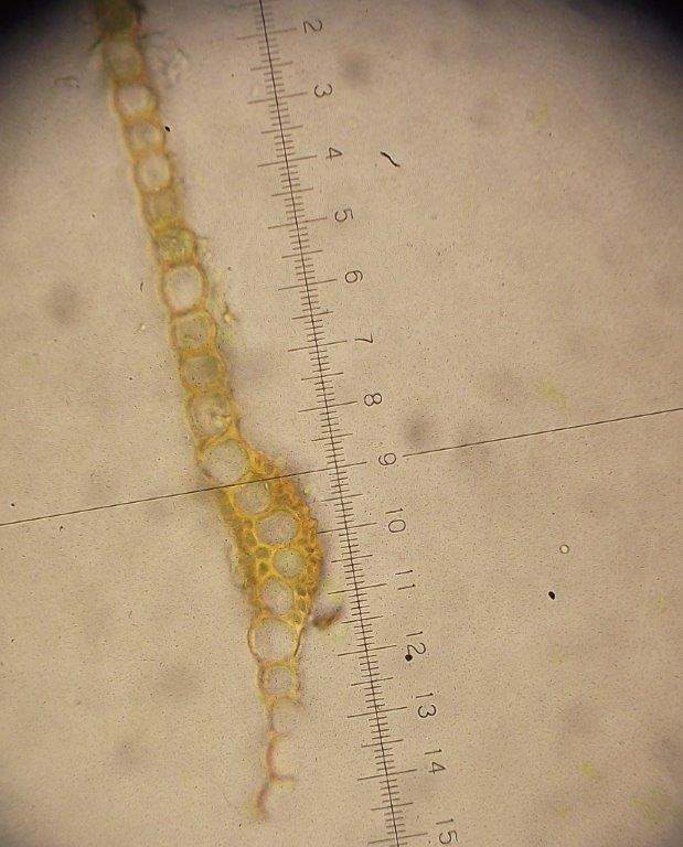 Helspidset Kløvtand (Dicranum leioneuron)