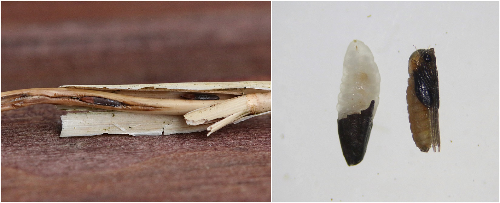 Rørgræsgalmyg (Mayetiola phalaris)