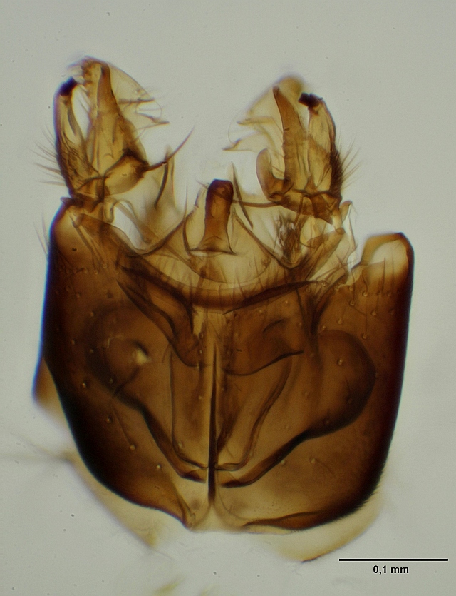 Mycetophila blanda (Mycetophila blanda)