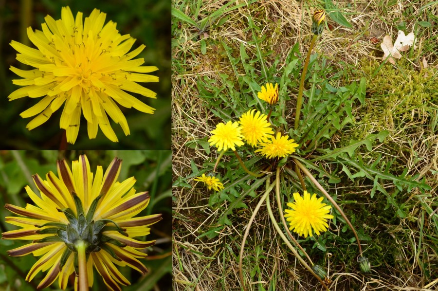 Piets Kærmælkebøtte (Taraxacum pietii-oosterveldii)