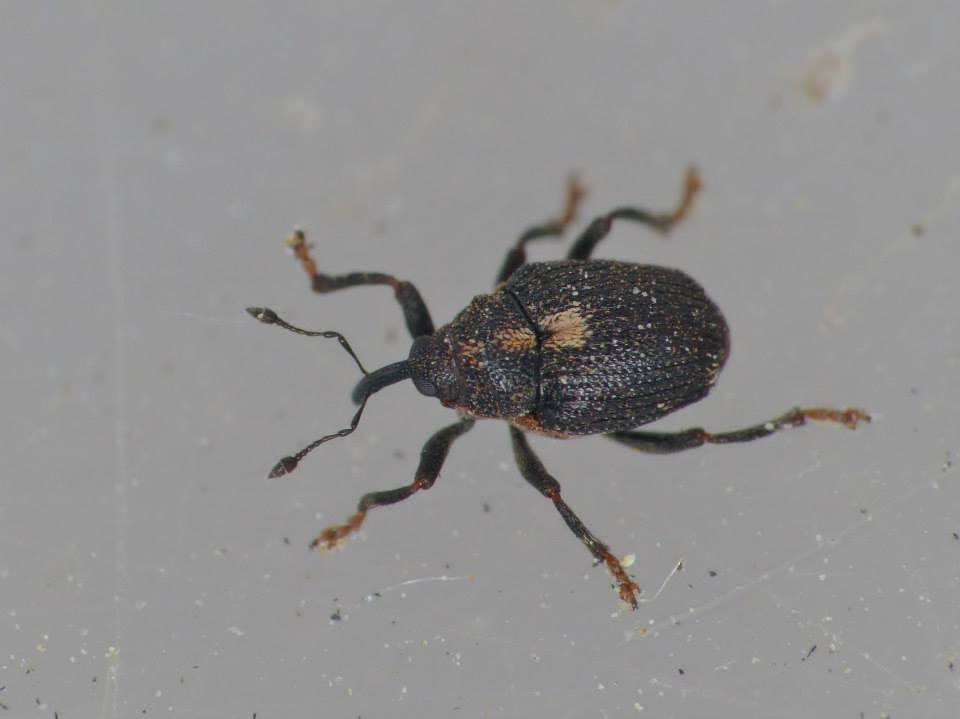 Calosirus terminatus (Calosirus terminatus)