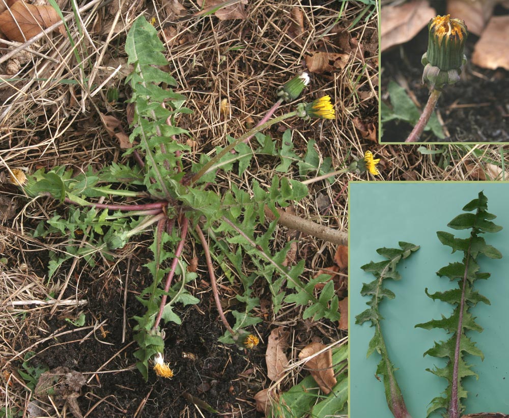 Tjærestribet Vejmælkebøtte (Taraxacum laciniosifrons)