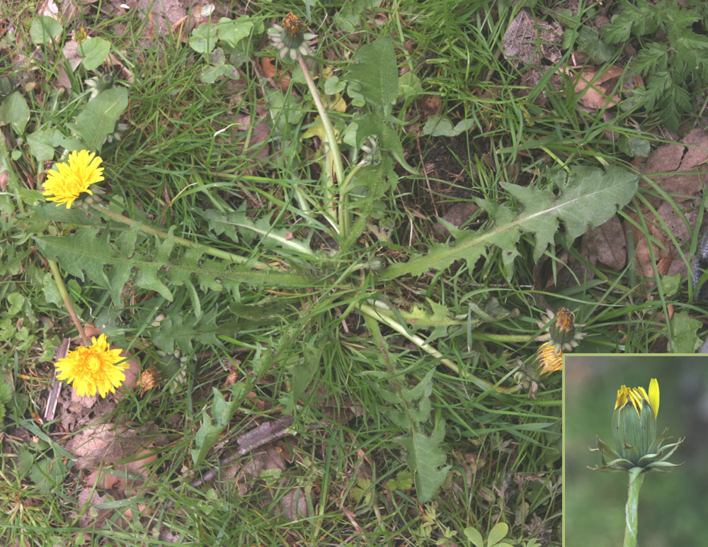 Hjul-Islandsmælkebøtte (Taraxacum tenebricans)