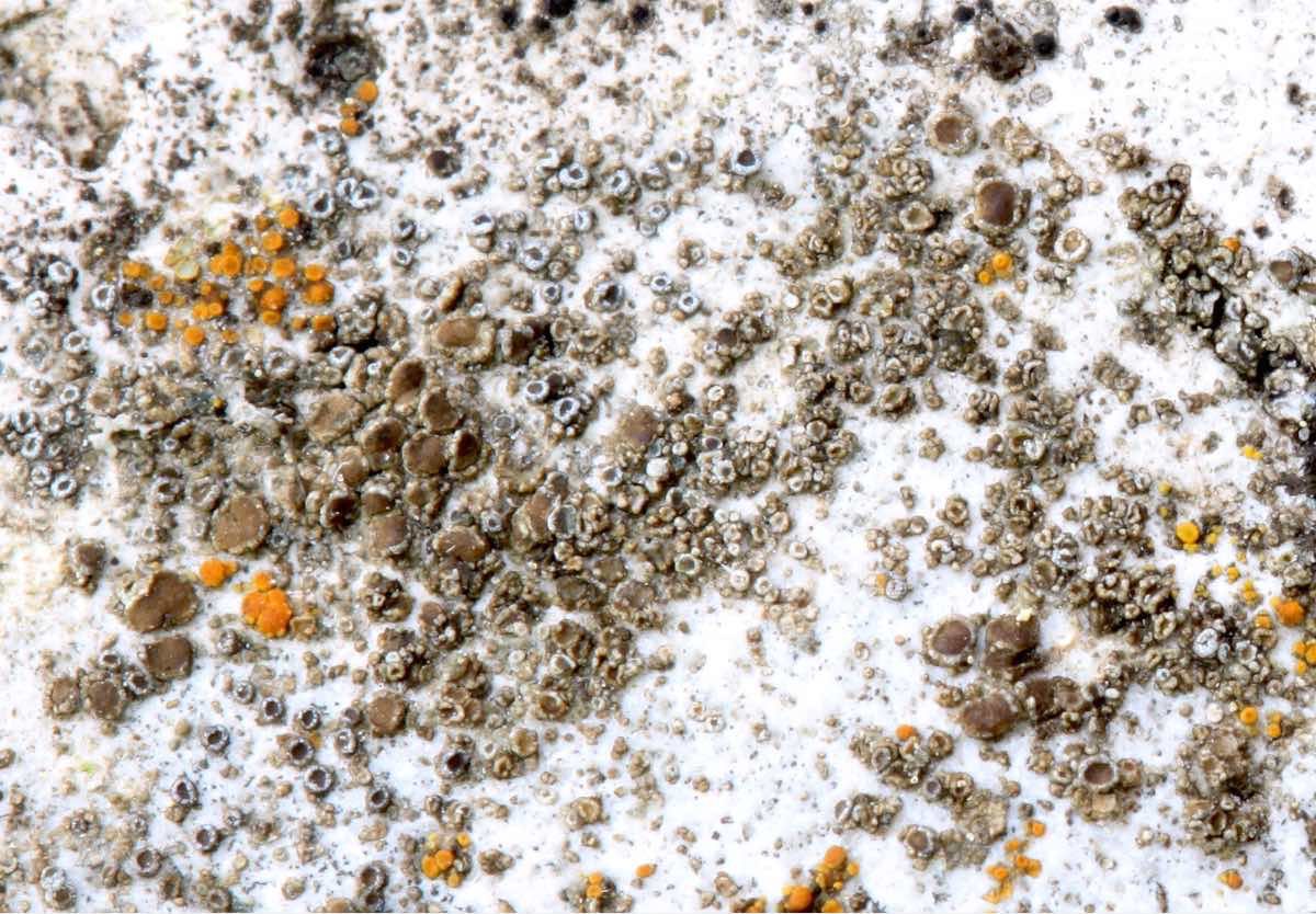 Lecanora umbrina (Lecanora umbrina)