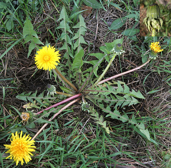 Brunribbet Vejmælkebøtte (Taraxacum aethiopiforme)