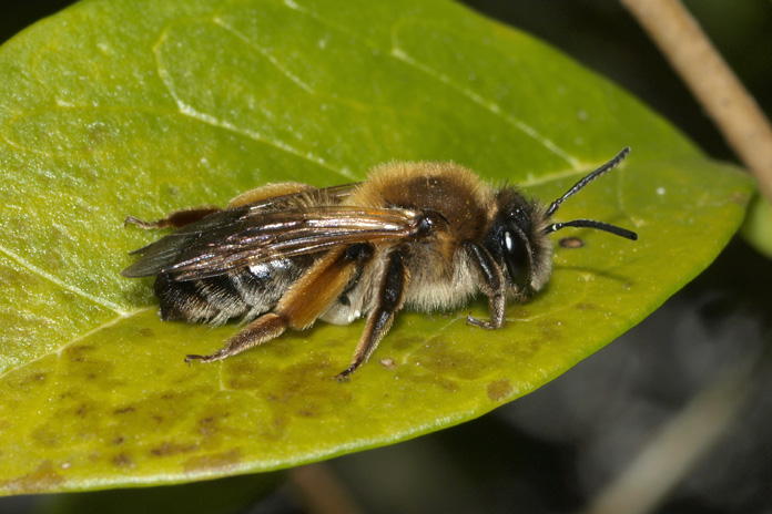 Lønjordbi (Andrena tibialis)
