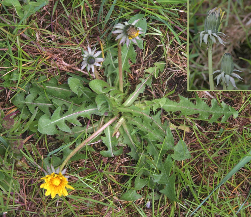 Rundspidset Vejmælkebøtte (Taraxacum subcyanolepis)