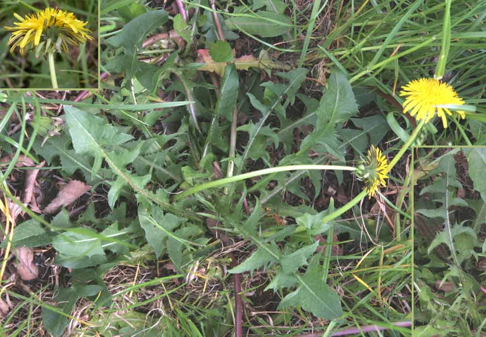 Ædel Vejmælkebøtte (Taraxacum lepidum)