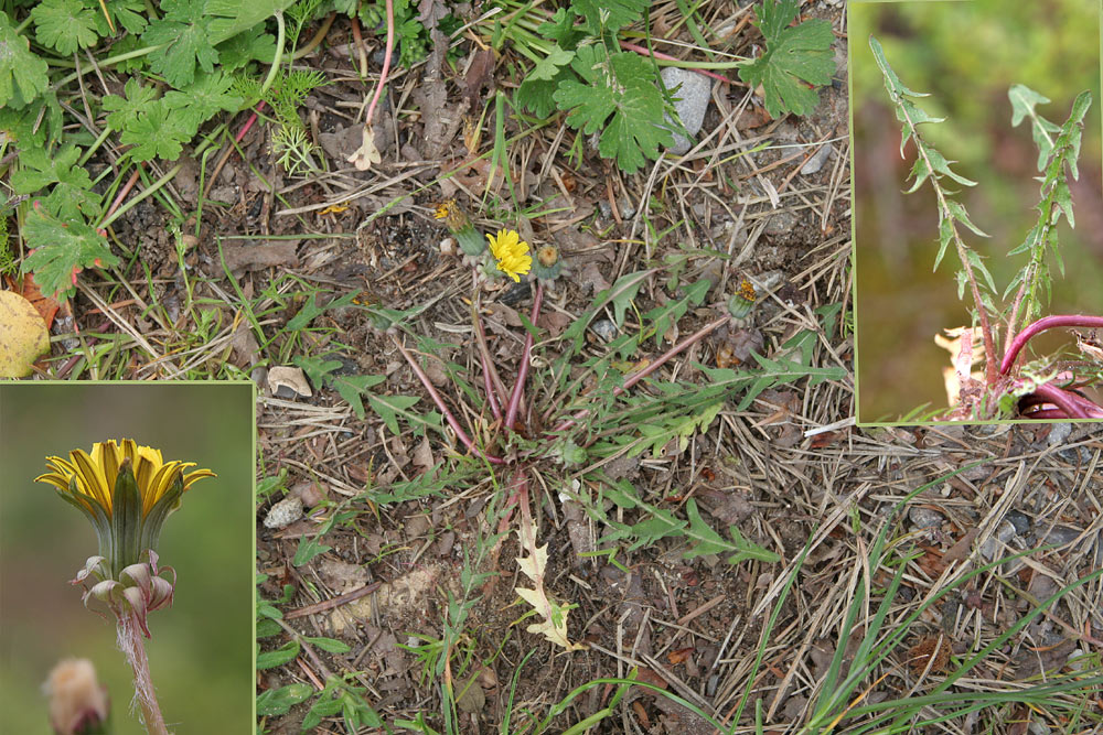 Tunge-Sandmælkebøtte (Taraxacum linguatifrons)