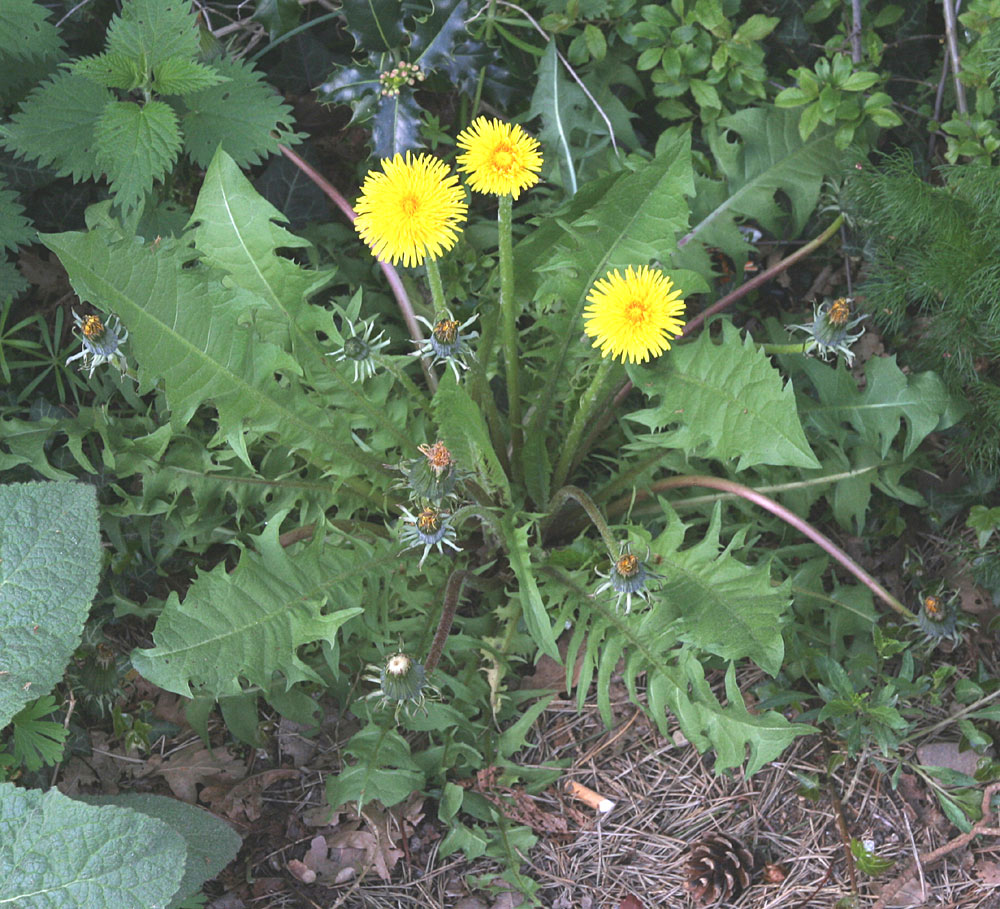 Uglet Vejmælkebøtte (Taraxacum obliquilobum)