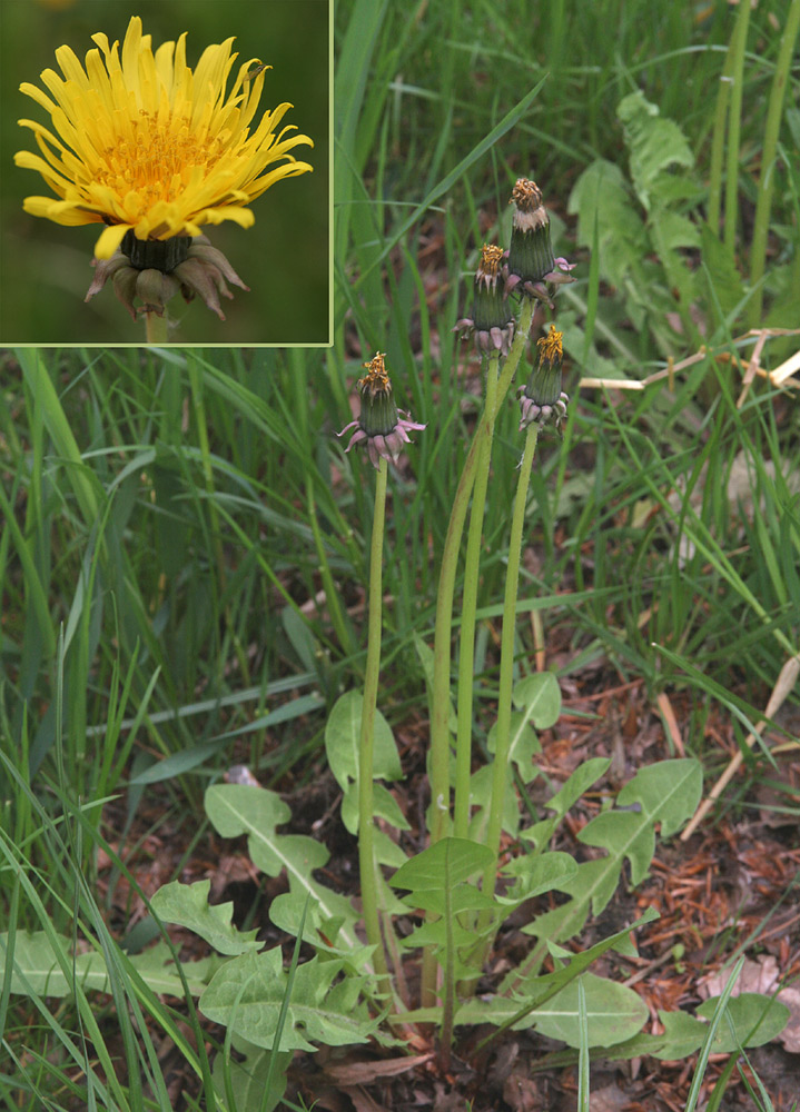 Tidlig Vejmælkebøtte (Taraxacum oblongatum)