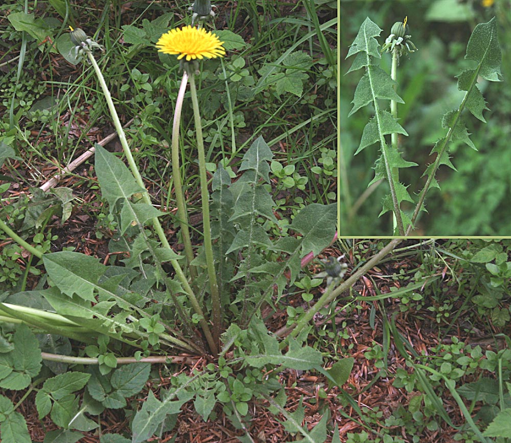 Halvkugle-Vejmælkebøtte (Taraxacum semiglobosum)