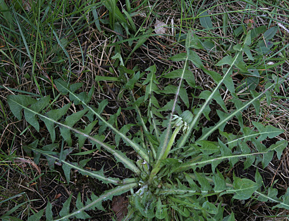 Sær Vejmælkebøtte (Taraxacum subalatum)