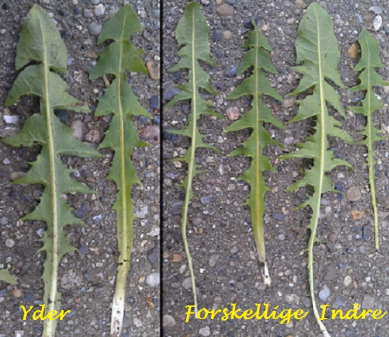 Fætter-Vejmælkebøtte (Taraxacum necessarium)