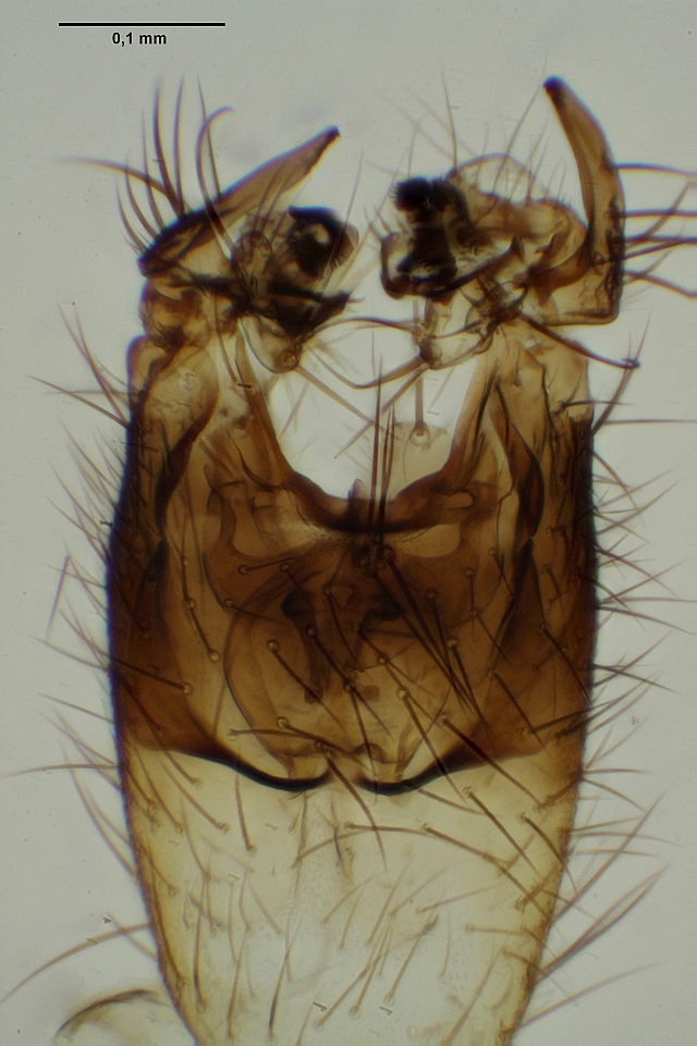 Phronia notata (Phronia notata)