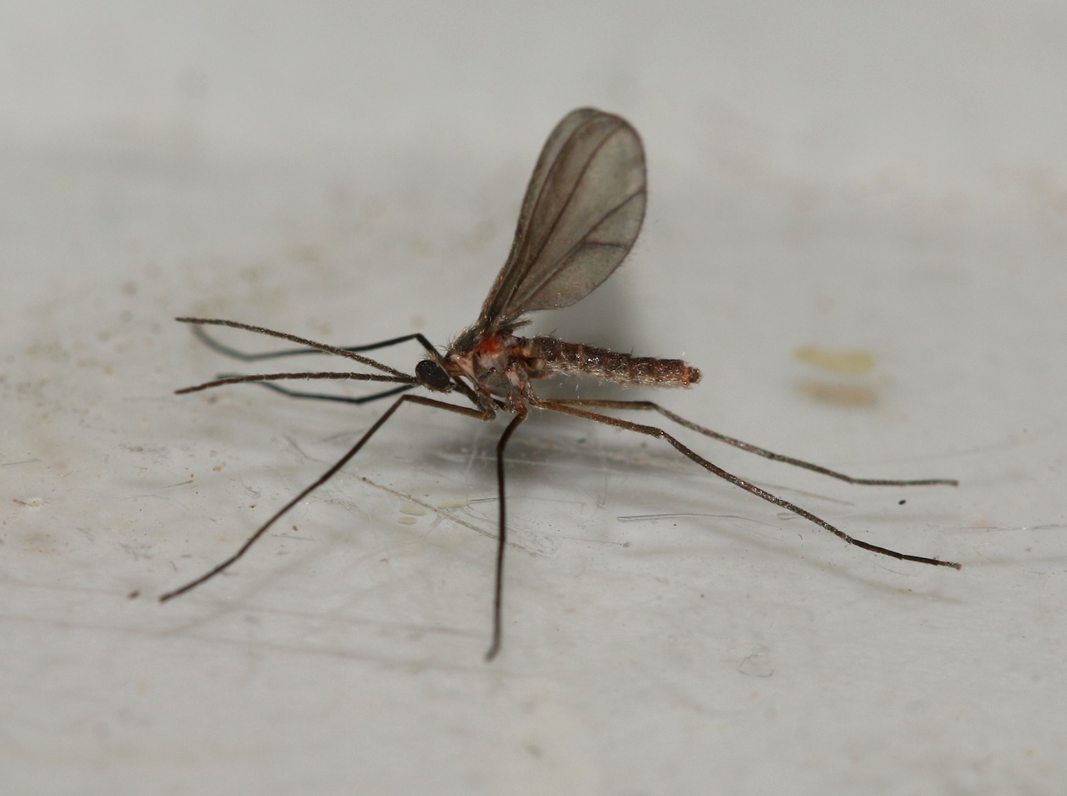 Asphondylia sarothamni (Asphondylia sarothamni)