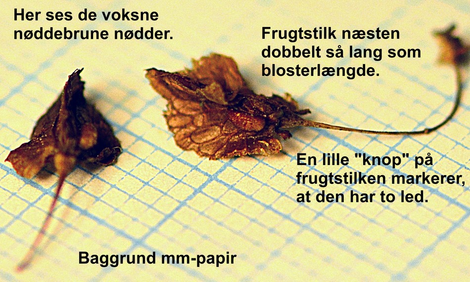 Engelsk Spinat (Rumex patientia)