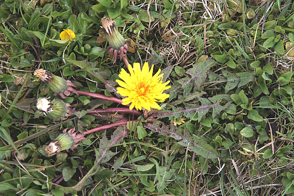 Bestænket Pletmælkebøtte (Taraxacum sparsum)
