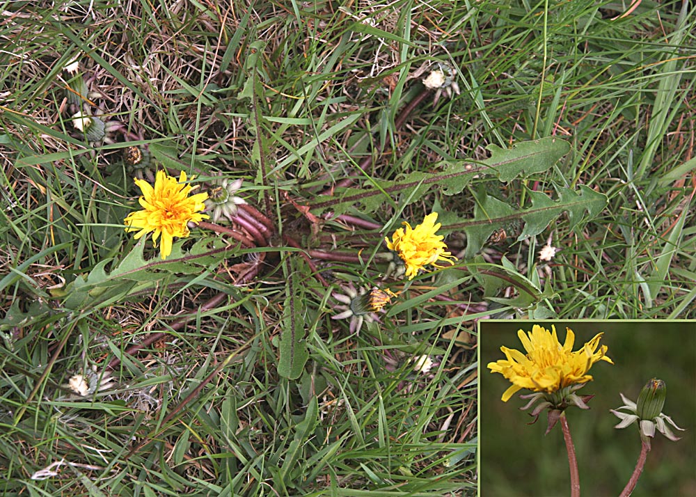 Aften-Pletmælkebøtte (Taraxacum praestans)