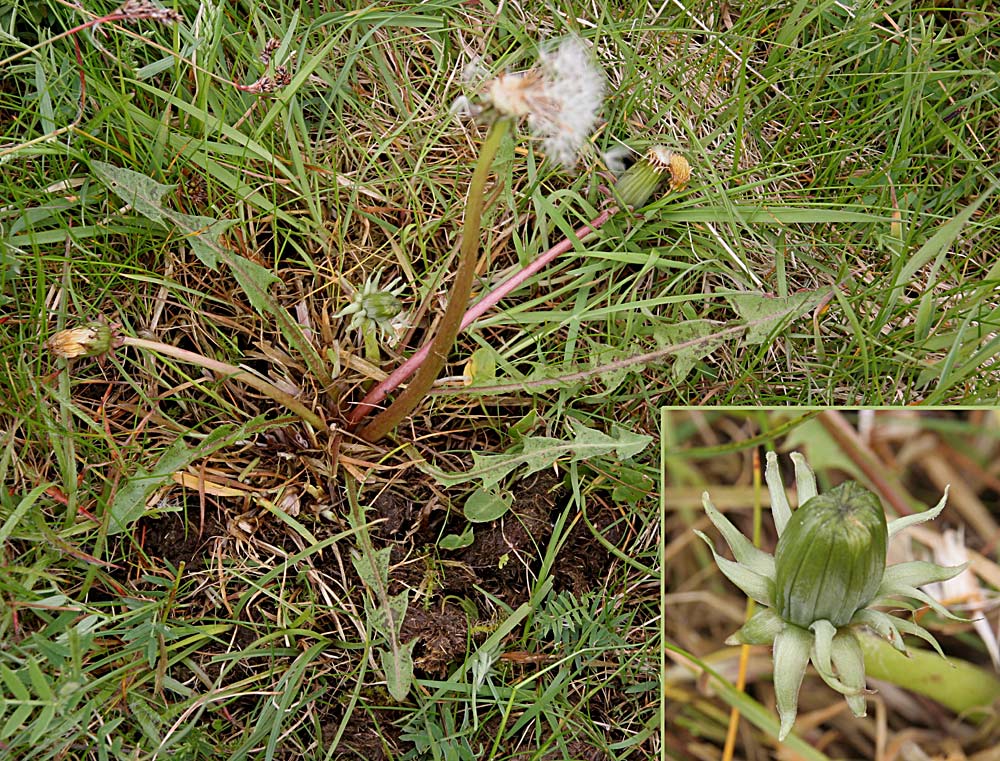 Smal Pletmælkebøtte (Taraxacum maculigerum)
