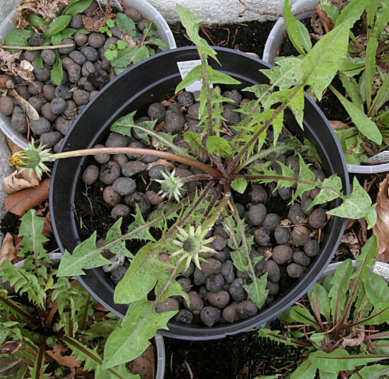 Bornholmsk Pletmælkebøtte (Taraxacum subnaevosum)