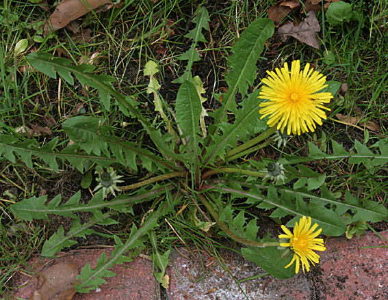 Ren Vejmælkebøtte (Taraxacum nitidum)